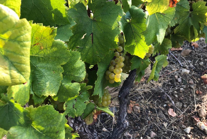 Beaujolais Blanc 2021