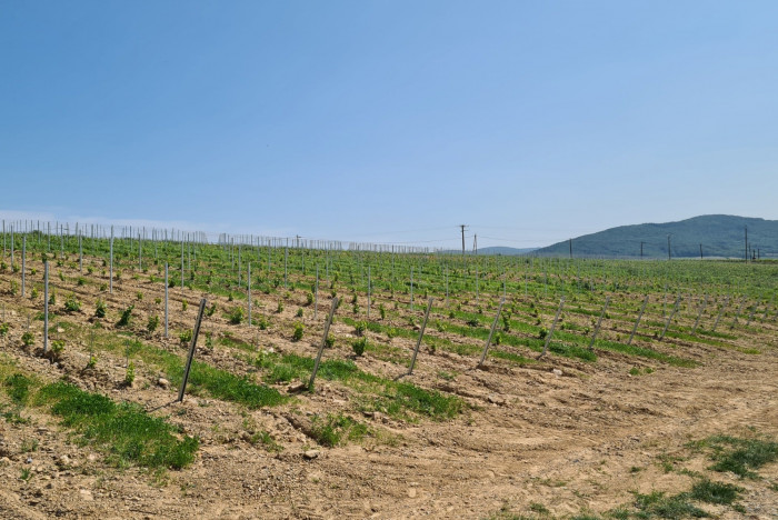 Plantation of Red Gamay vines