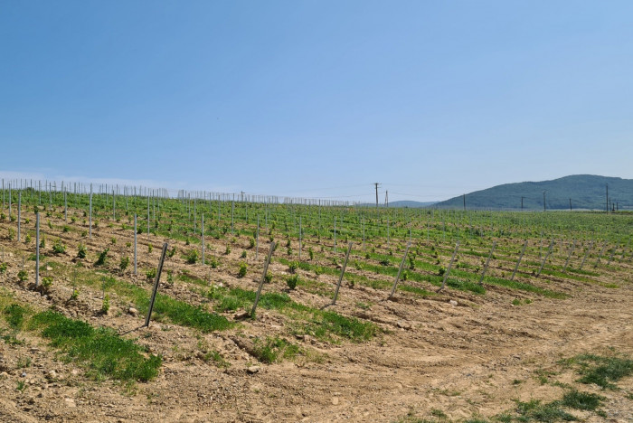 Plantation de vignes en Gamay Rouge