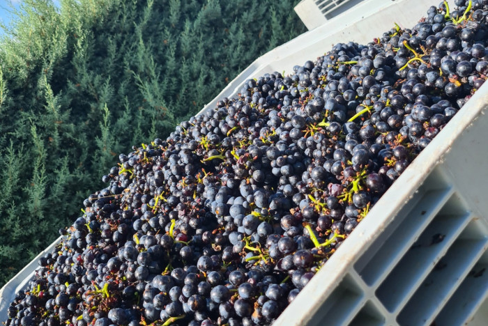 Vendanges 2021 Brouilly