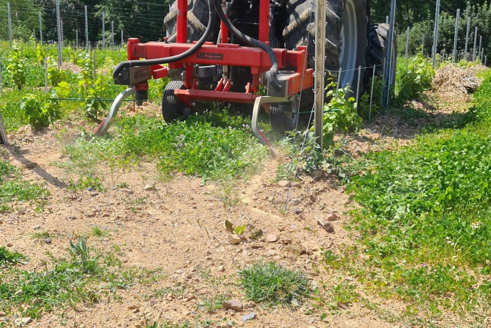 Point sur les vendanges