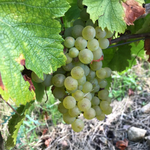 Beaujolais Blanc 2021