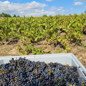 Vendanges 2021 Brouilly