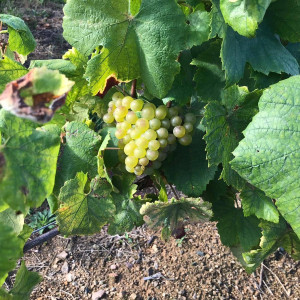 Beaujolais Blanc 2021