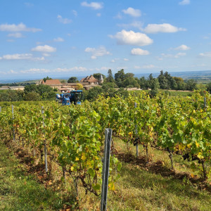 Vendanges Beaujolais Villages