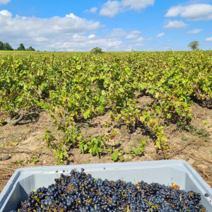 Vendanges 2021 Brouilly