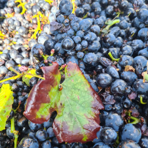 Vendanges 2021 Brouilly