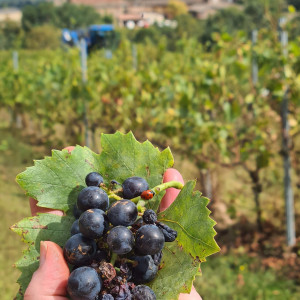 Vendanges Beaujolais Villages