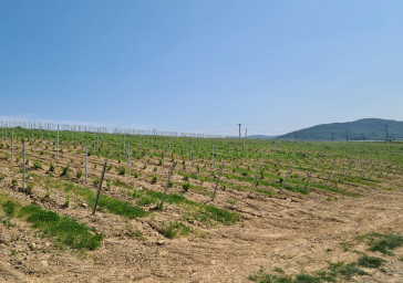 Plantation of Red Gamay vines