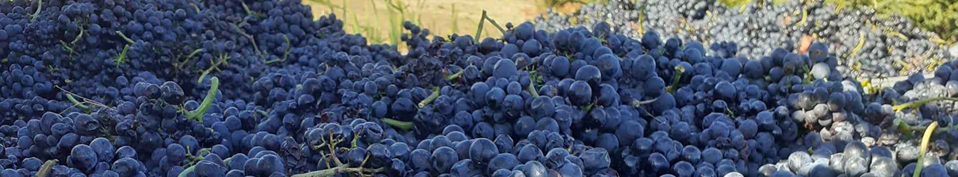 Jean et Justine vous proposent les vins issus de propriété familiale du Beaujolais : Beaujolais-Villages, Brouilly, Moulin-à-vent, Coteaux Bourguignons, Beaujolais Blanc et Crémant de Bourgogne.